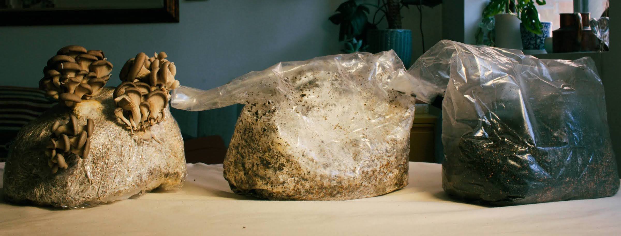 bags of mycelium